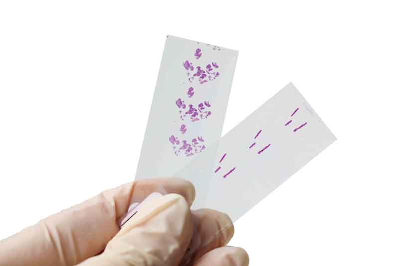 Histology