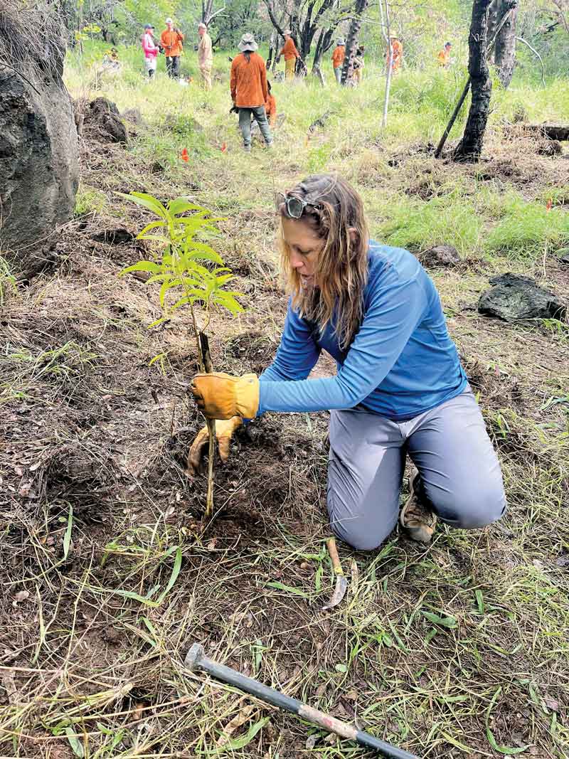 Replanting forest in Lahaina.